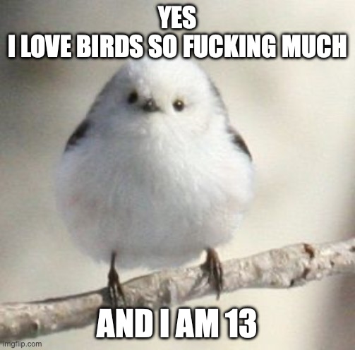go ahead, say the name of this bird... | YES
I LOVE BIRDS SO FUCKING MUCH; AND I AM 13 | image tagged in long tailed tit | made w/ Imgflip meme maker