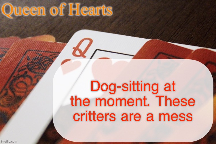 I hail from a cat family so it’s always fun when I get to take care of dogs | Dog-sitting at the moment. These critters are a mess | image tagged in queen of hearts announcement | made w/ Imgflip meme maker