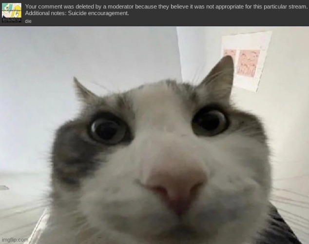 i can't even say the word "die" anymore ts literally 1984 | image tagged in cat looking inside | made w/ Imgflip meme maker