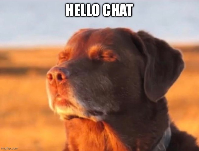 Me rn: | HELLO CHAT | image tagged in dog accepting fate | made w/ Imgflip meme maker
