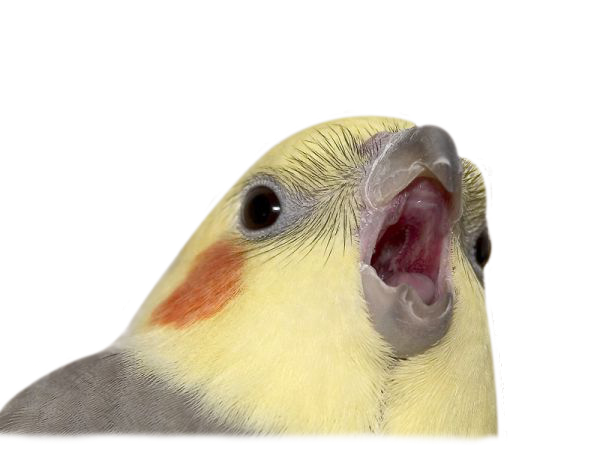 Cockatiel master Blank Meme Template