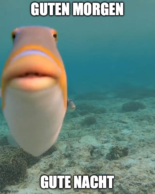 staring fish | GUTEN MORGEN GUTE NACHT | image tagged in staring fish | made w/ Imgflip meme maker