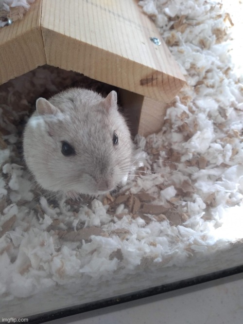 jumpscare | image tagged in vanilla the gerbil rip | made w/ Imgflip meme maker