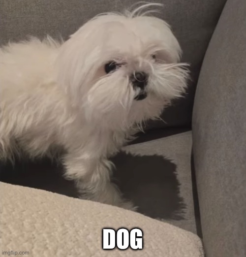 Dog | DOG | image tagged in molly | made w/ Imgflip meme maker