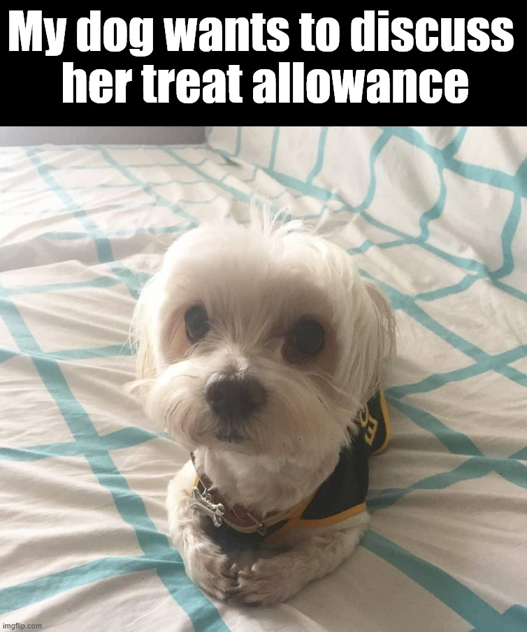 Need more treats | My dog wants to discuss 
her treat allowance | image tagged in dogs | made w/ Imgflip meme maker