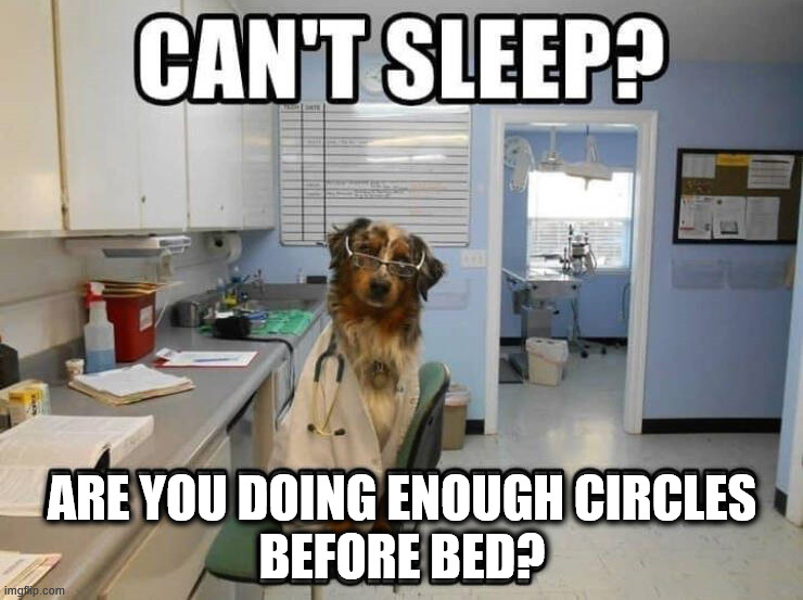 Circling before sleeping | ARE YOU DOING ENOUGH CIRCLES
BEFORE BED? | image tagged in dogs | made w/ Imgflip meme maker