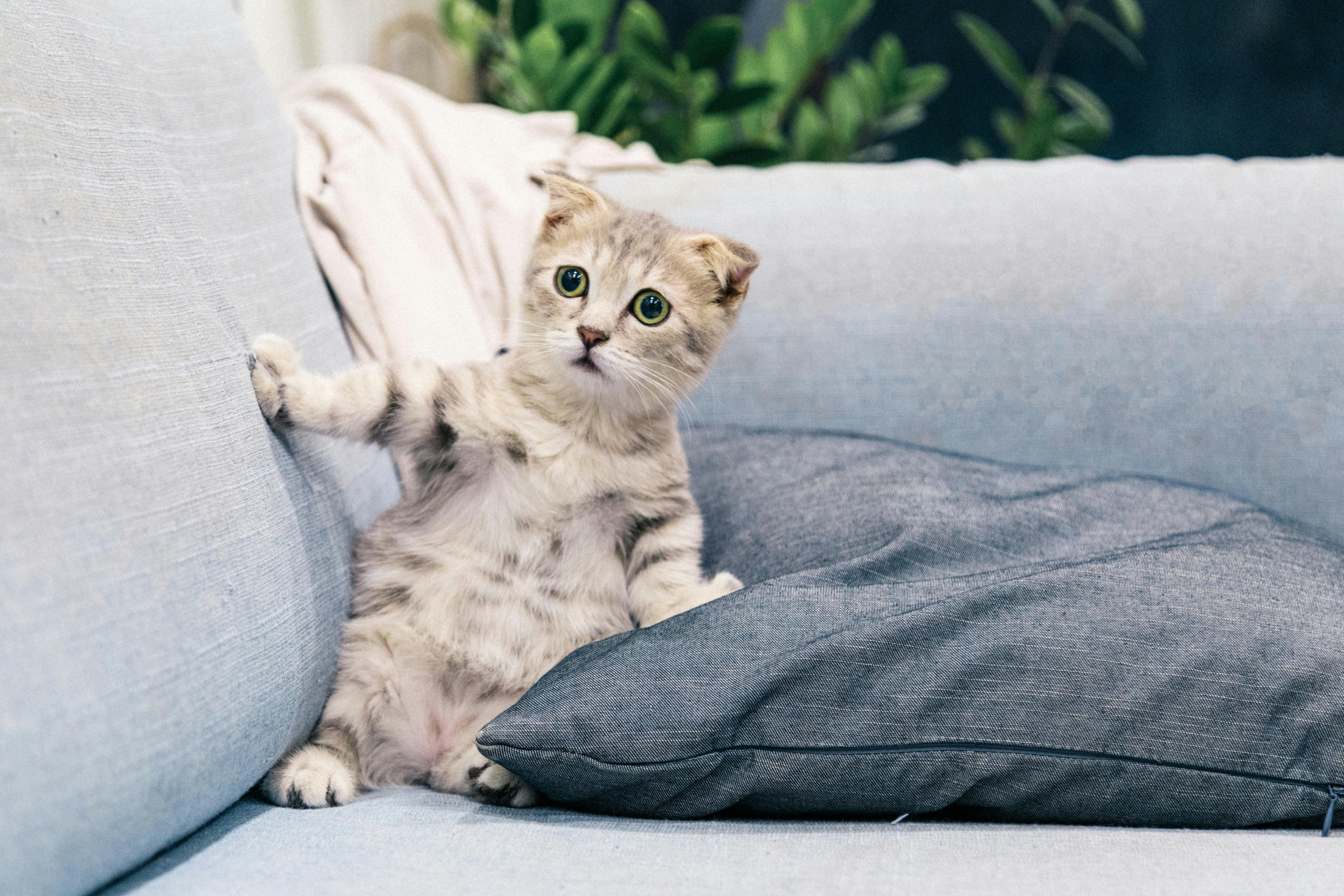 start-life crisis cat Blank Meme Template