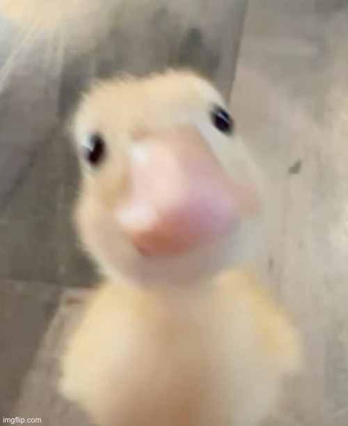 I hired this duck to stare at homosexuals | made w/ Imgflip meme maker
