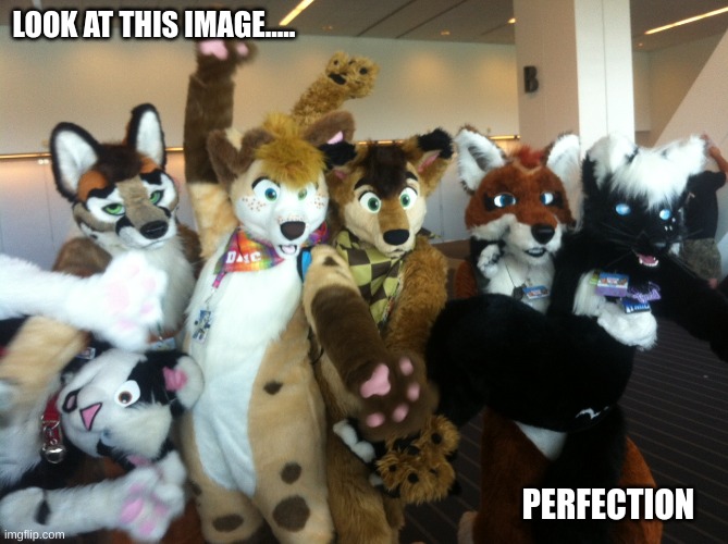 imma furry and I love the fandom :3 | LOOK AT THIS IMAGE..... PERFECTION | image tagged in furries | made w/ Imgflip meme maker