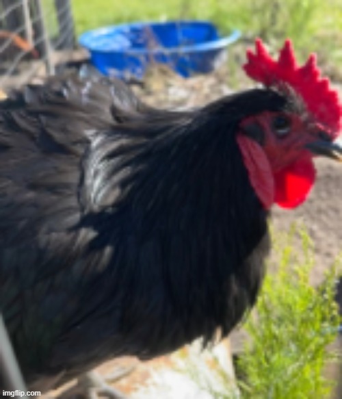 big black cock | made w/ Imgflip meme maker