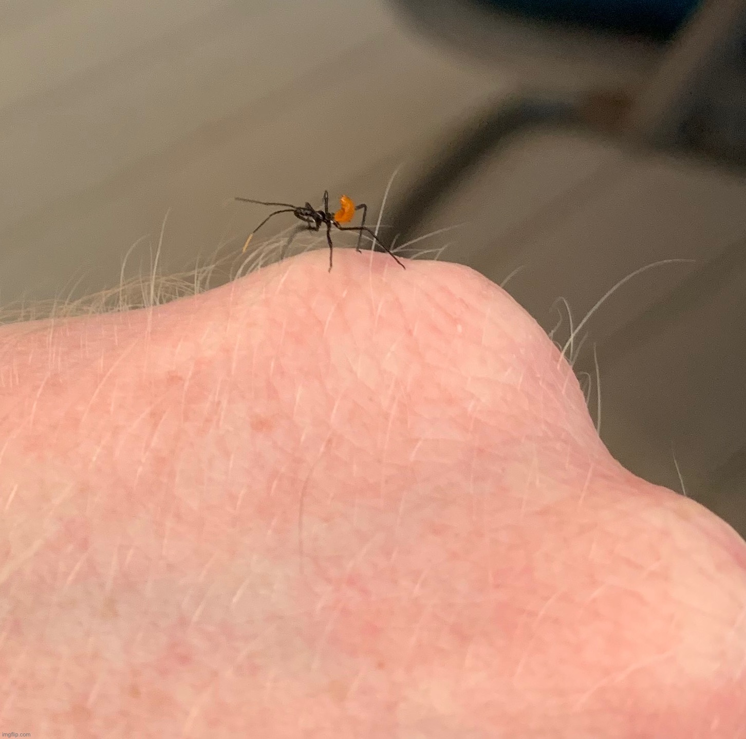 Baby assassin bug | made w/ Imgflip meme maker