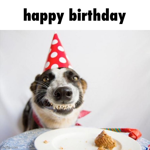 birthday dog | happy birthday | image tagged in birthday dog | made w/ Imgflip meme maker
