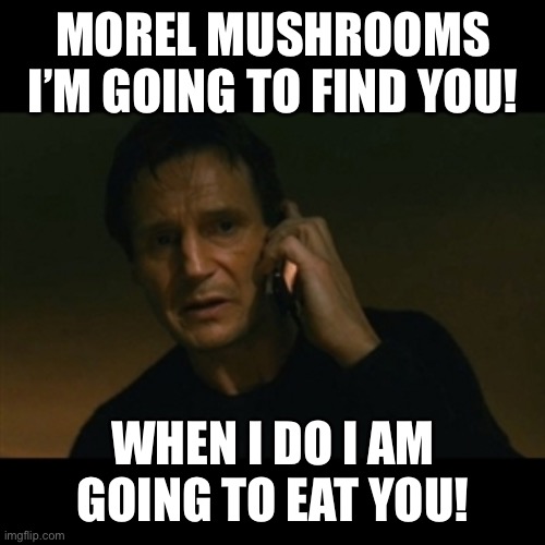 Morel Mushroom hunter | MOREL MUSHROOMS I’M GOING TO FIND YOU! WHEN I DO I AM GOING TO EAT YOU! | image tagged in memes,liam neeson taken | made w/ Imgflip meme maker