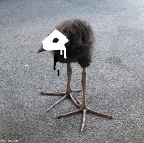 Pukeko chick | image tagged in pukeko chick | made w/ Imgflip meme maker
