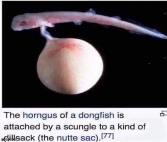 Dongfish | made w/ Imgflip meme maker
