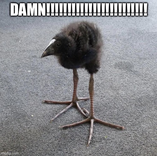 Pukeko chick | DAMN!!!!!!!!!!!!!!!!!!!!!!!! | image tagged in pukeko chick | made w/ Imgflip meme maker