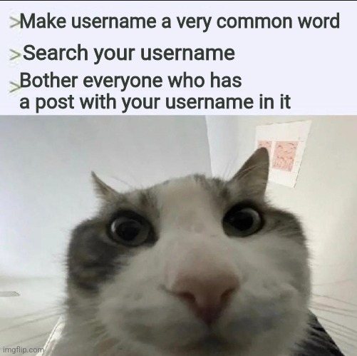 Cat looks inside | Make username a very common word; Search your username; Bother everyone who has a post with your username in it | image tagged in cat looks inside | made w/ Imgflip meme maker