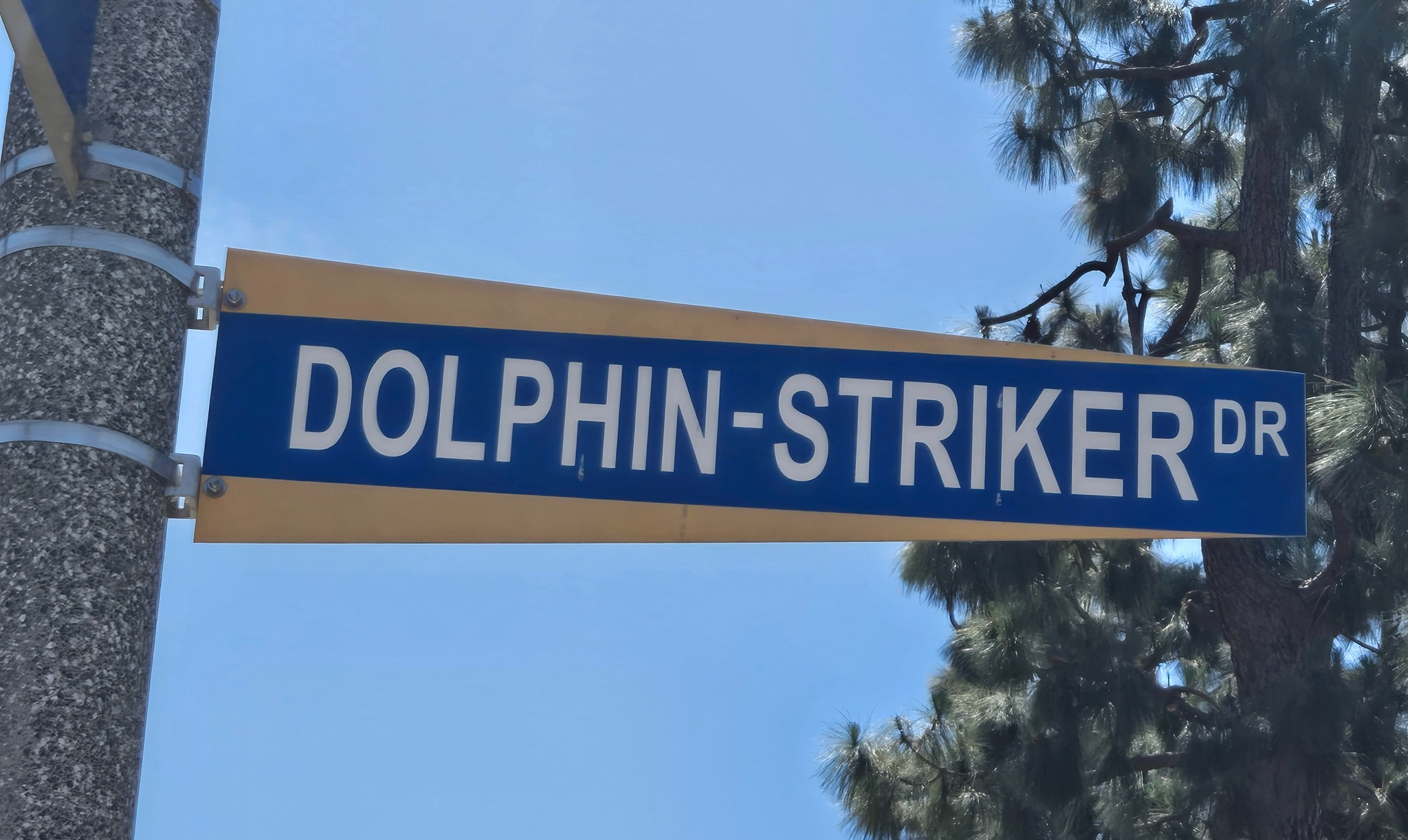 Dolphin-Striker Blank Meme Template