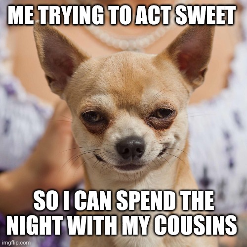 Who else | ME TRYING TO ACT SWEET; SO I CAN SPEND THE NIGHT WITH MY COUSINS | image tagged in chihuahua | made w/ Imgflip meme maker