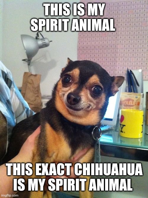 It kinda looks like my dog | THIS IS MY SPIRIT ANIMAL; THIS EXACT CHIHUAHUA IS MY SPIRIT ANIMAL | image tagged in chihuahua | made w/ Imgflip meme maker