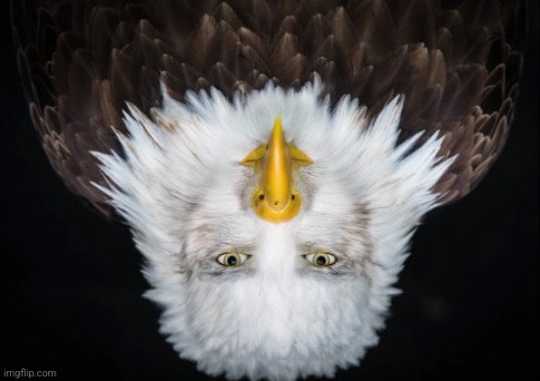 Why is the stream | image tagged in bald eagle stare | made w/ Imgflip meme maker