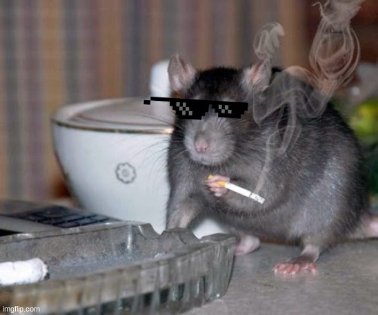 Smoking Rat | image tagged in smoking rat | made w/ Imgflip meme maker