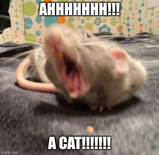 Rat Screams | AHHHHHHH!!! A CAT!!!!!!! | image tagged in rat screams | made w/ Imgflip meme maker