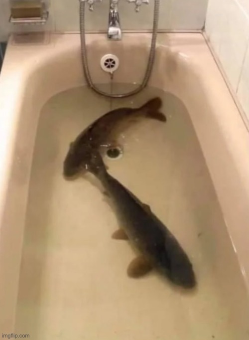 The indoor carp farm | image tagged in fish | made w/ Imgflip meme maker