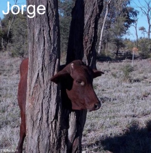 Jorge | image tagged in jorge | made w/ Imgflip meme maker