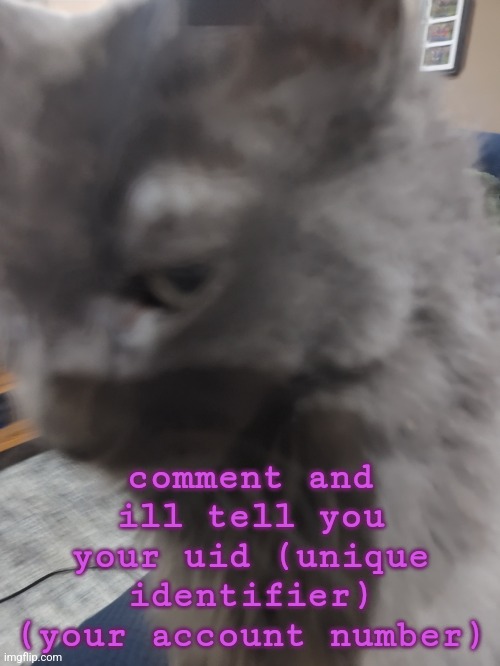 32's Cat | comment and ill tell you your uid (unique identifier) (your account number) | image tagged in 32's cat | made w/ Imgflip meme maker