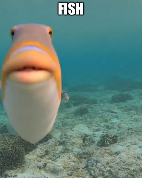 Day 24 of fish | FISH | image tagged in staring fish | made w/ Imgflip meme maker