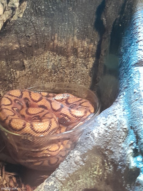 ✨️Boa in a bowl✨️ | made w/ Imgflip meme maker
