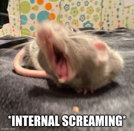 Rat Screams | *INTERNAL SCREAMING* | image tagged in rat screams | made w/ Imgflip meme maker