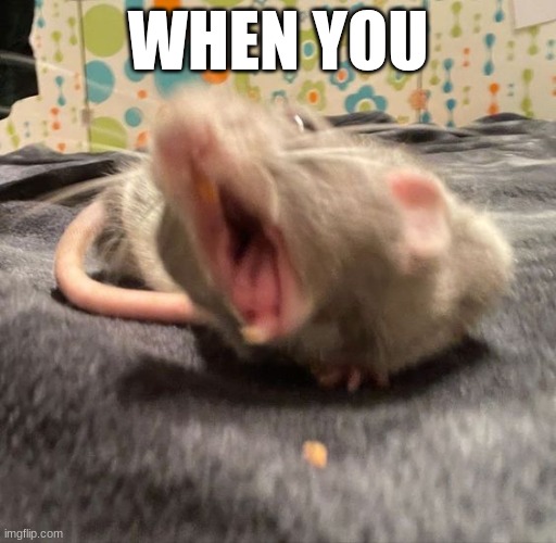 Rat Screams | WHEN YOU | image tagged in rat screams | made w/ Imgflip meme maker