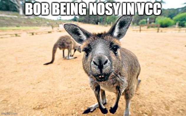 Nosy Kangaroo | BOB BEING NOSY IN VCC | image tagged in nosy kangaroo | made w/ Imgflip meme maker