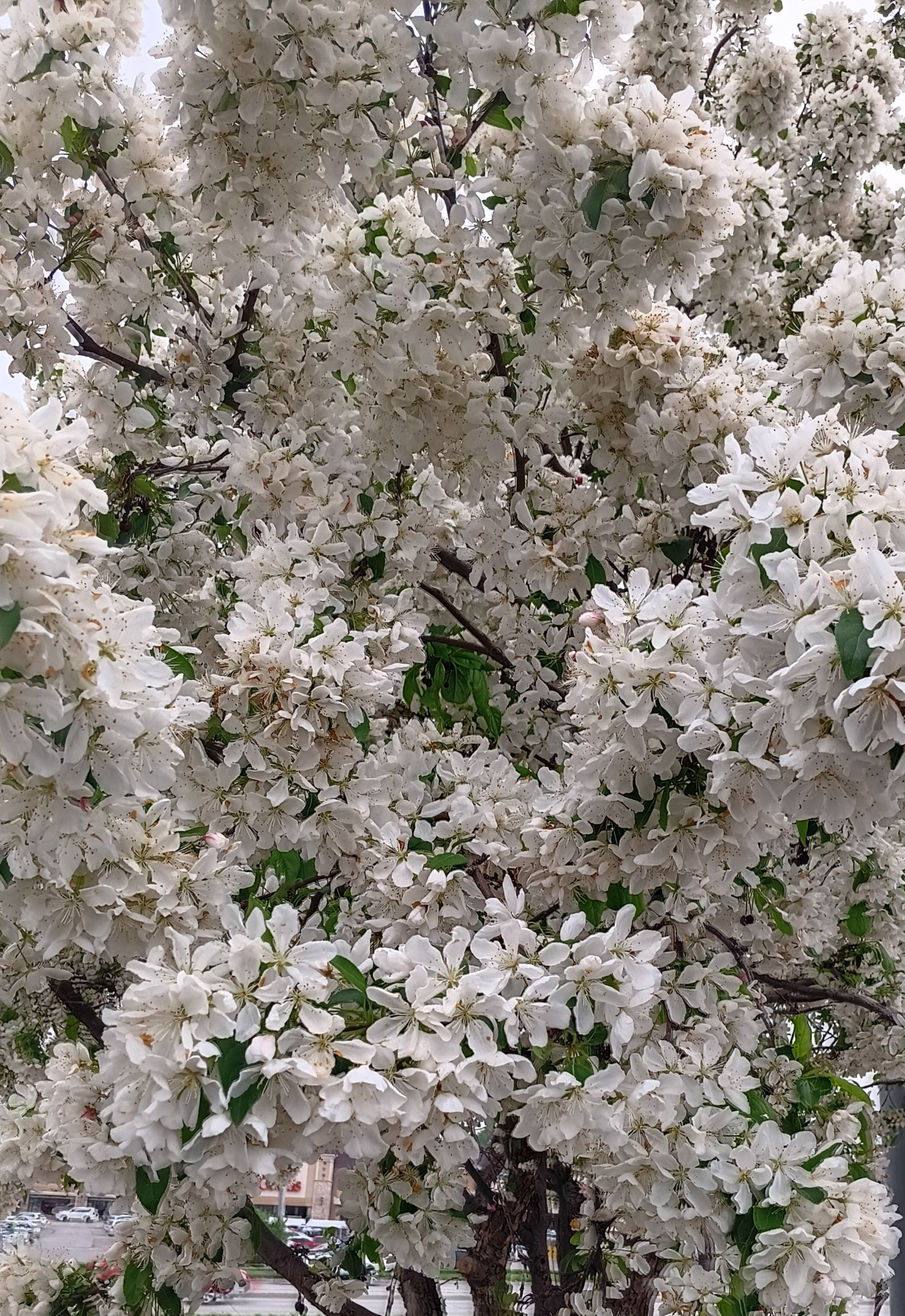 Treee Blank Meme Template