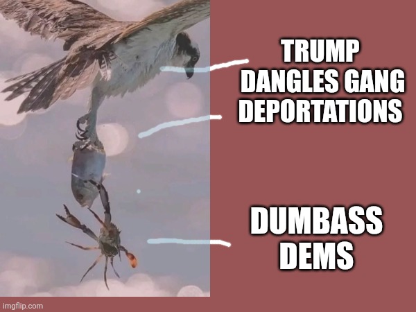5d chess | TRUMP
 DANGLES GANG DEPORTATIONS; DUMBASS DEMS | made w/ Imgflip meme maker
