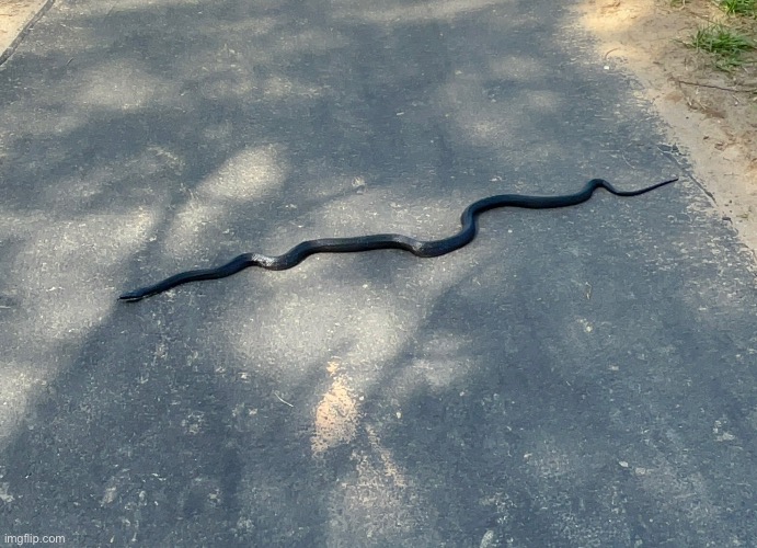 SNK | made w/ Imgflip meme maker