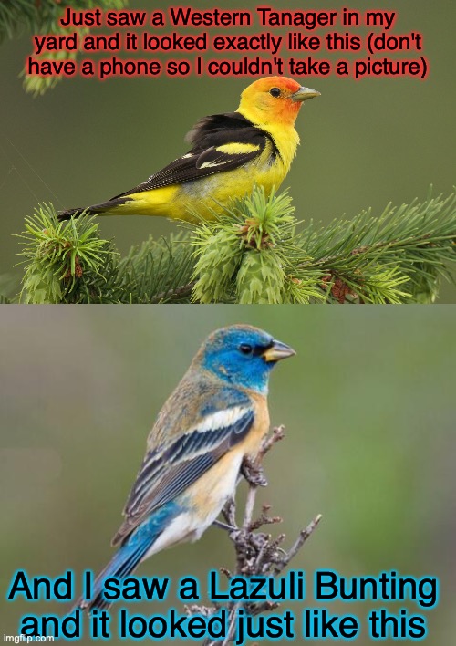 I LOVE BIRDS SO MUCH | Just saw a Western Tanager in my yard and it looked exactly like this (don't have a phone so I couldn't take a picture); And I saw a Lazuli Bunting and it looked just like this | image tagged in birds,birb,cute | made w/ Imgflip meme maker
