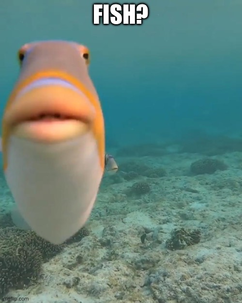 Fish? | FISH? | image tagged in staring fish | made w/ Imgflip meme maker