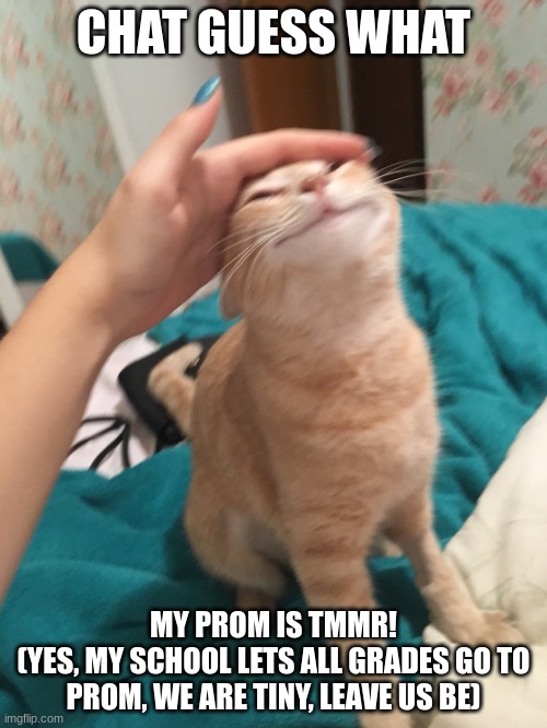i'm so excited! I MIGHT OBTAIN A GIRLFRIEND CHAT | CHAT GUESS WHAT; MY PROM IS TMMR!
(YES, MY SCHOOL LETS ALL GRADES GO TO PROM, WE ARE TINY, LEAVE US BE) | image tagged in cat pat | made w/ Imgflip meme maker