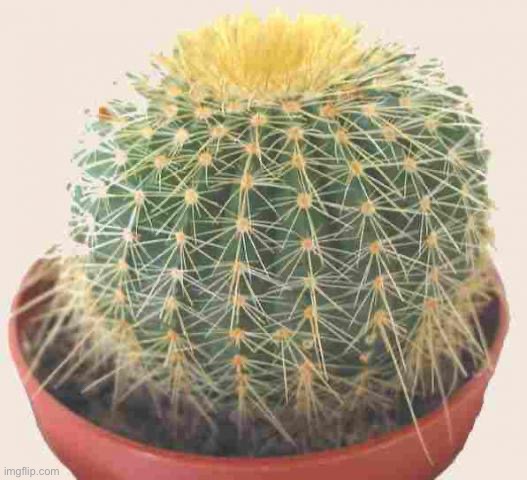 How balls feel 2 days after shaving them | image tagged in cactus | made w/ Imgflip meme maker