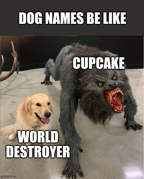funny | DOG NAMES BE LIKE; CUPCAKE; WORLD DESTROYER | image tagged in dog vs werewolf | made w/ Imgflip meme maker