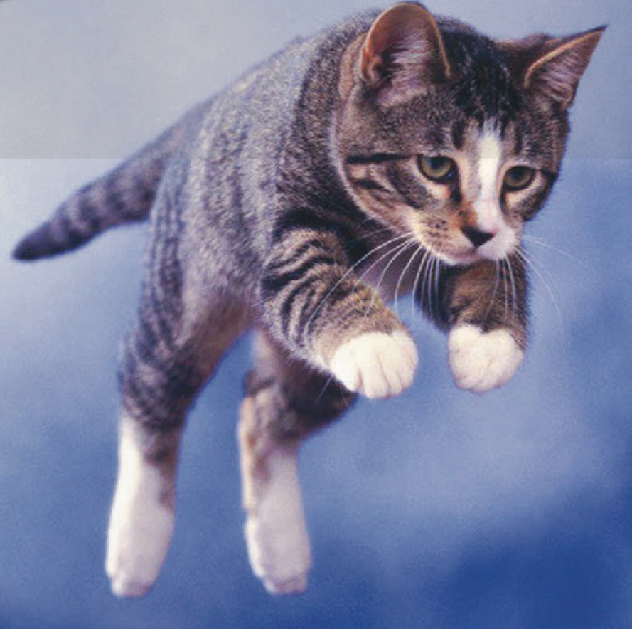 Flying cat Blank Meme Template