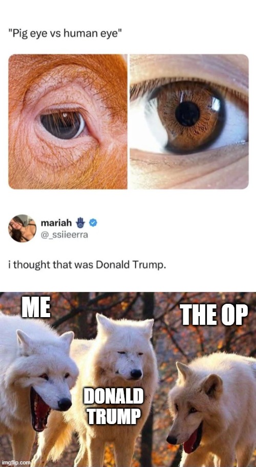i actually thought it was a human at first too lol | ME; THE OP; DONALD TRUMP | image tagged in laughing wolf,cursed,comments,donald trump,eyes | made w/ Imgflip meme maker
