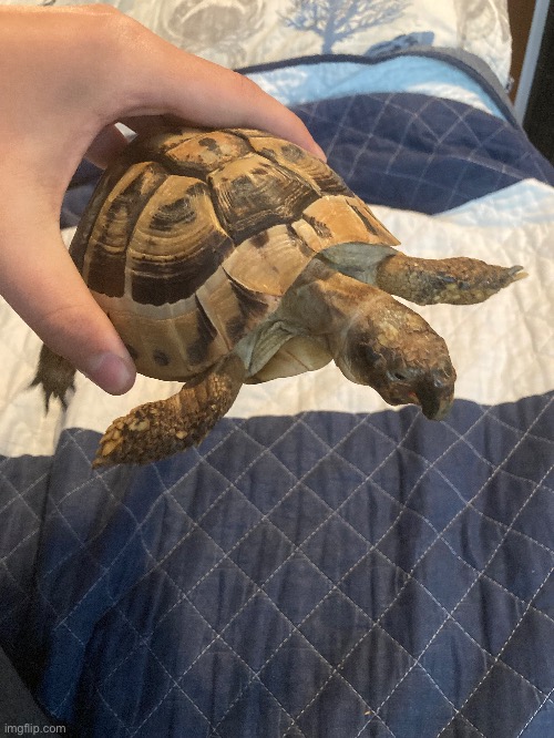 My son, serpentine. Say hi if you can | made w/ Imgflip meme maker