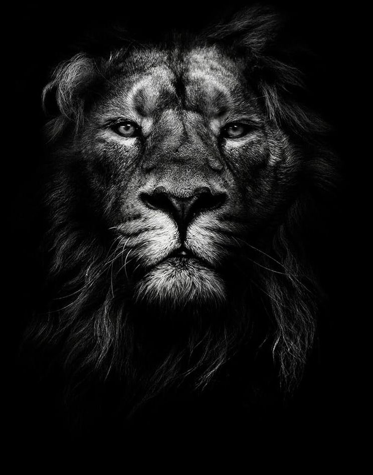 The lion Blank Meme Template
