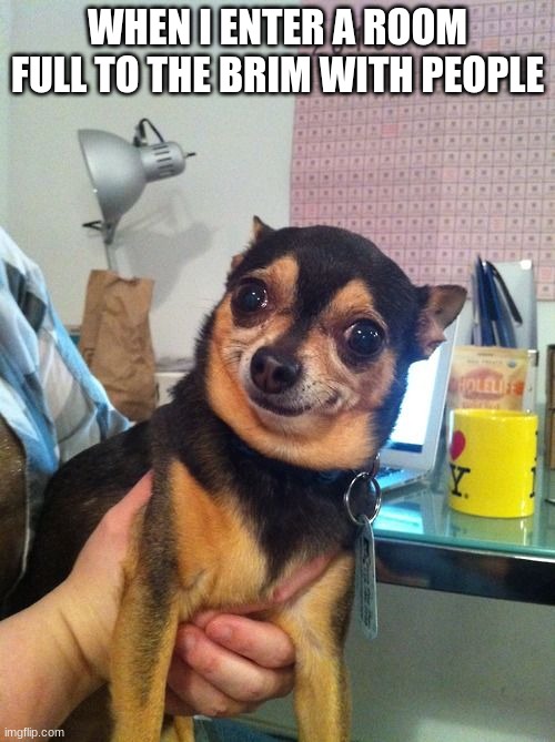 Chihuahua  | WHEN I ENTER A ROOM FULL TO THE BRIM WITH PEOPLE | image tagged in chihuahua | made w/ Imgflip meme maker