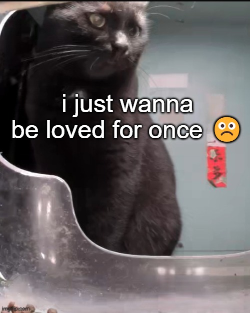 street cat | i just wanna be loved for once ☹️ | image tagged in street cat | made w/ Imgflip meme maker