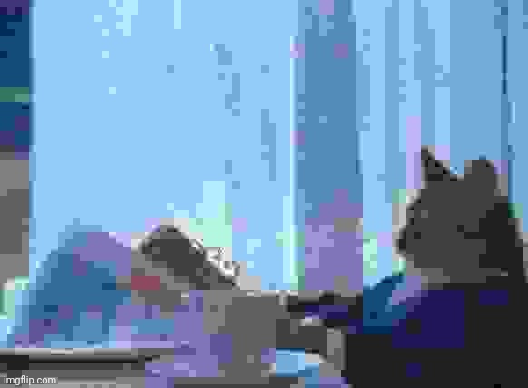 I Should Buy A Boat Cat | image tagged in memes,i should buy a boat cat | made w/ Imgflip meme maker